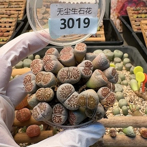 3019，菊化石切糕带盆