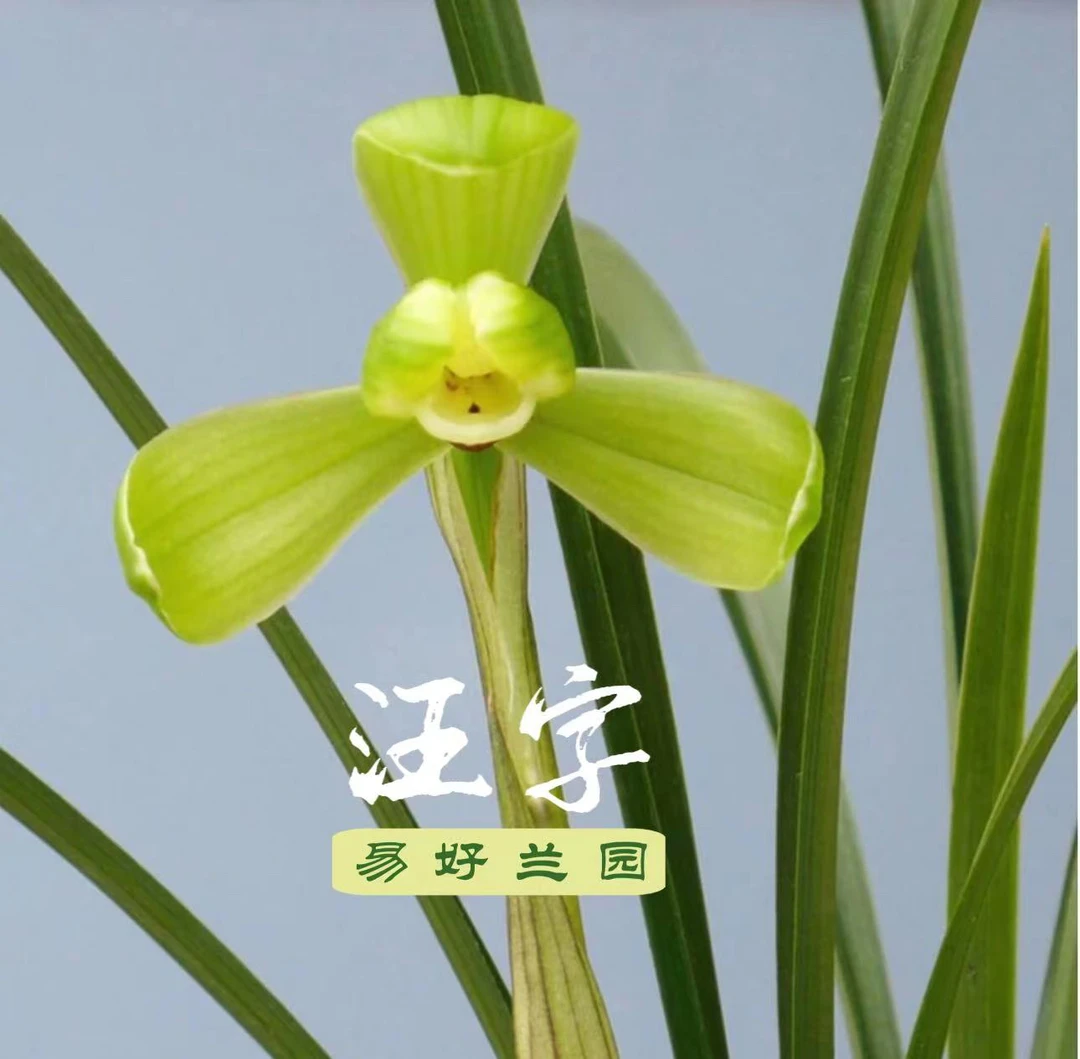 春兰老八种汪字四大天王之一