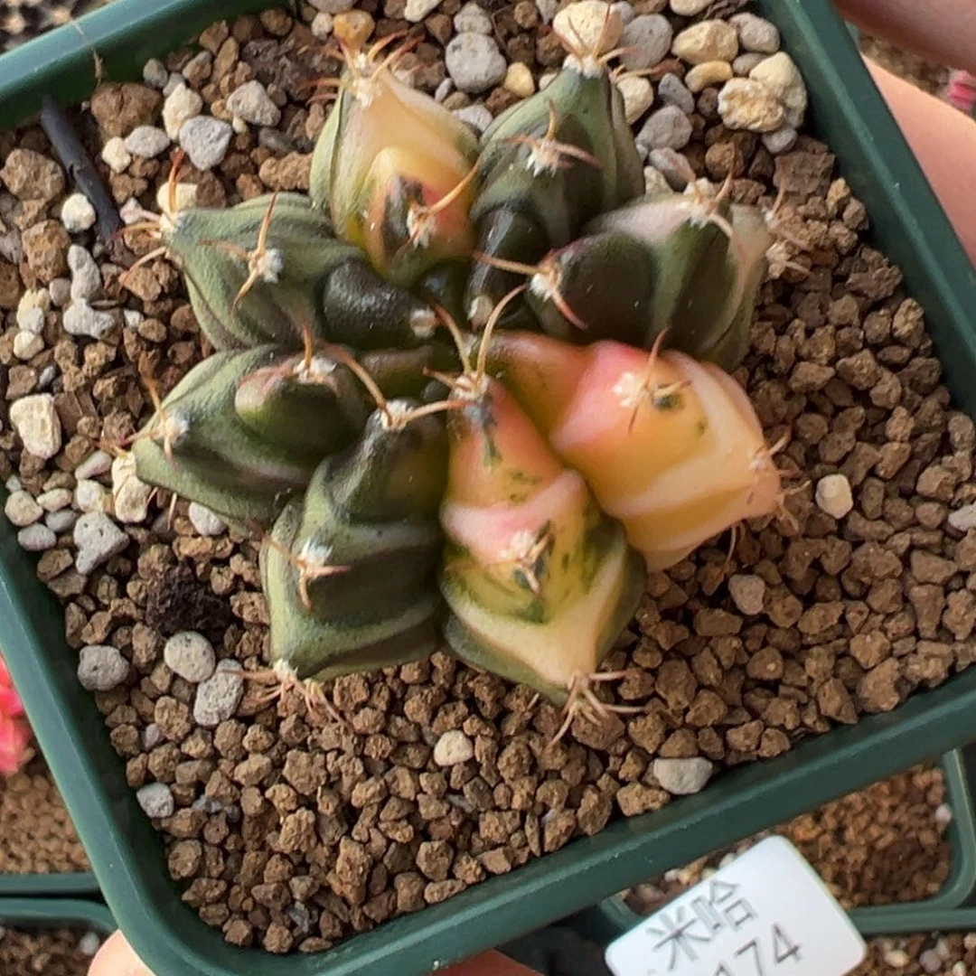 177 好看的米哈冲冲冲