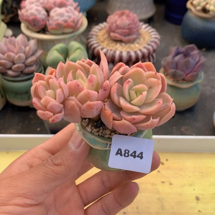 一物一拍满38包邮A844