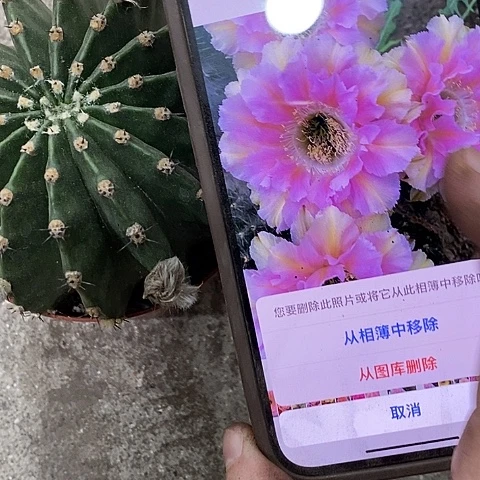 香妃仙人球，eioppp