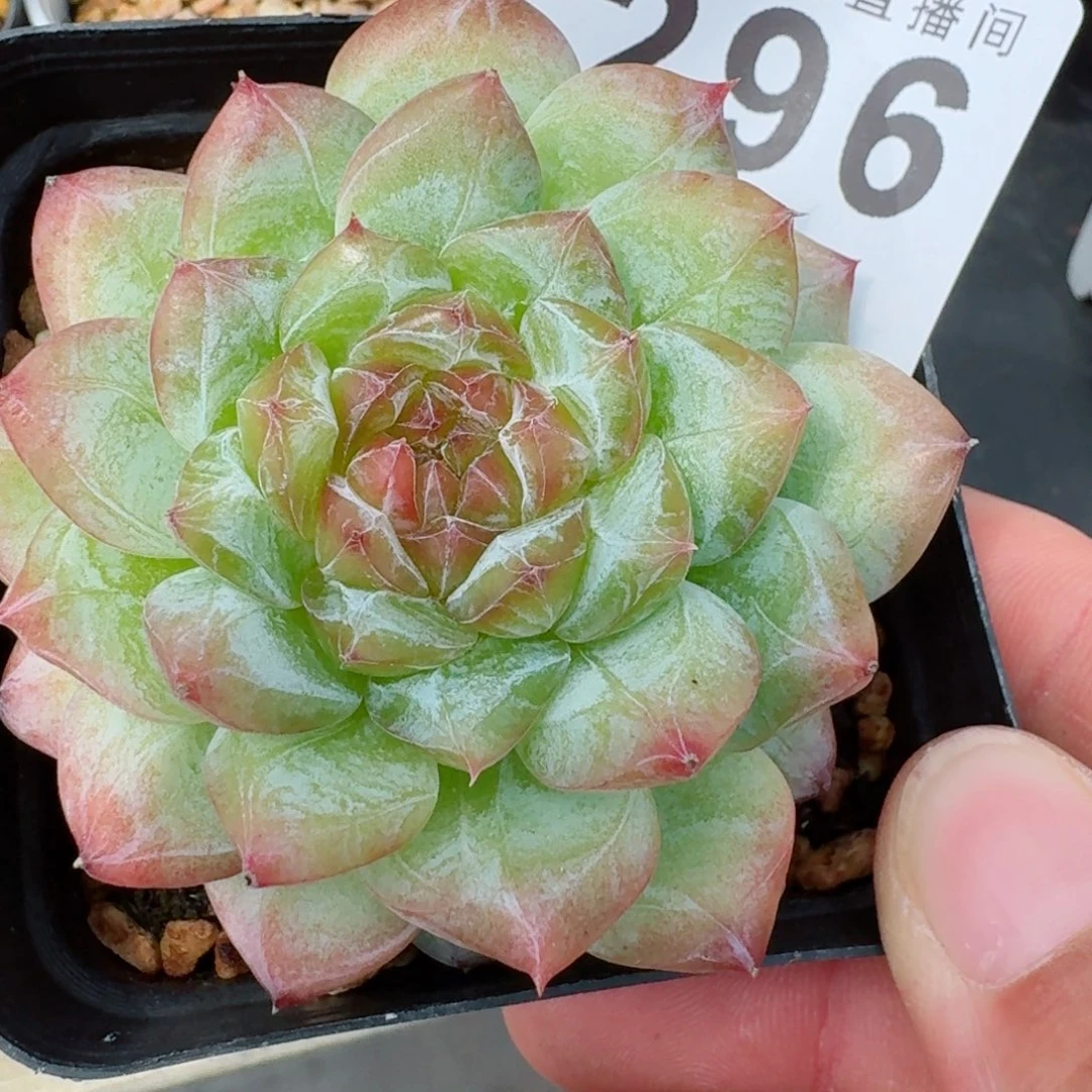寒江雪            精美多肉植物