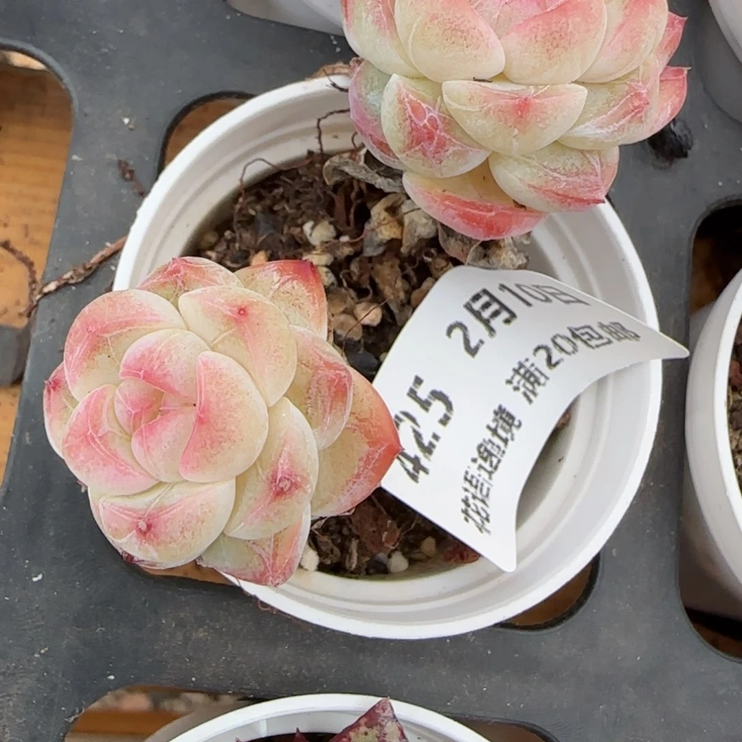 花语逸境0210-425