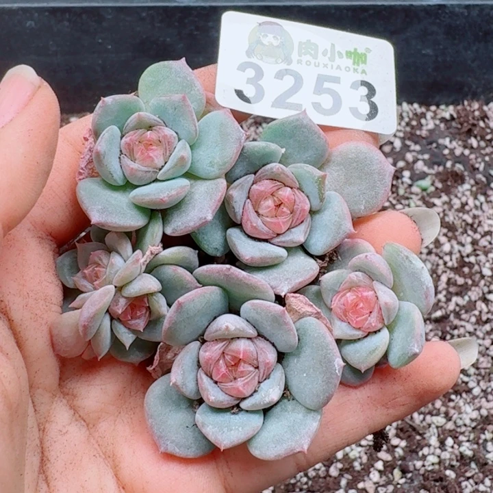 多肉植物多肉植物