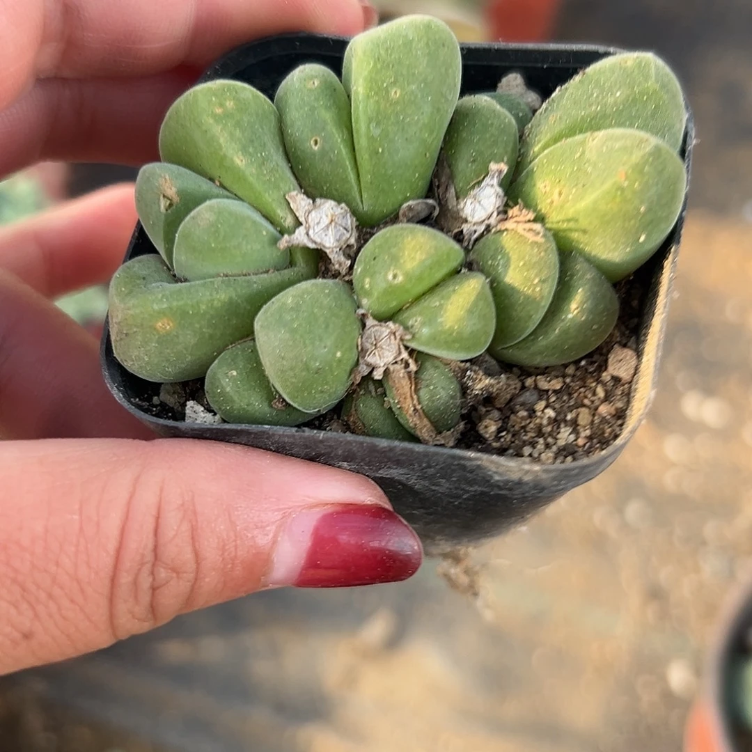 多肉植物多肉植物