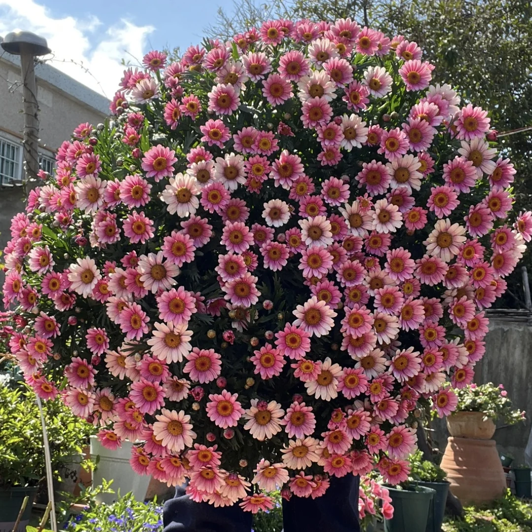 可爱粉 150盆玛格丽特盆栽多年生易爆花新手易养护