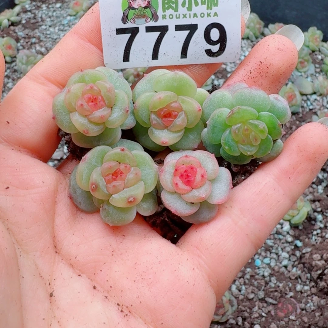 多肉植物多肉植物