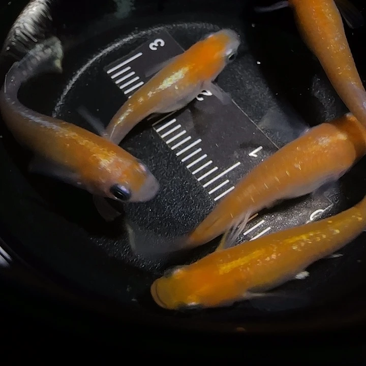 青鳉鱼一物一拍200
