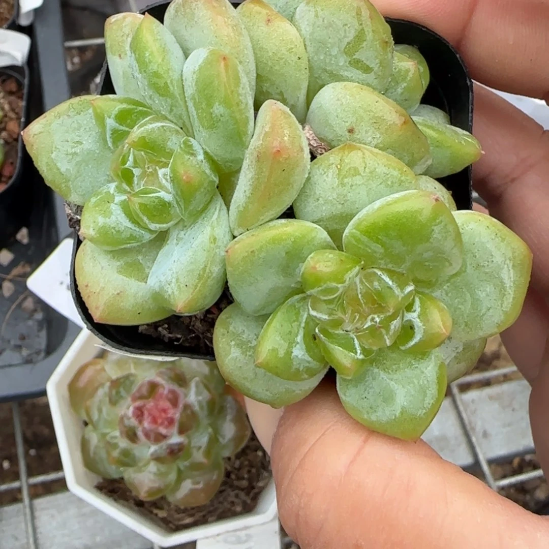 小卡拉米糖心一物一拍