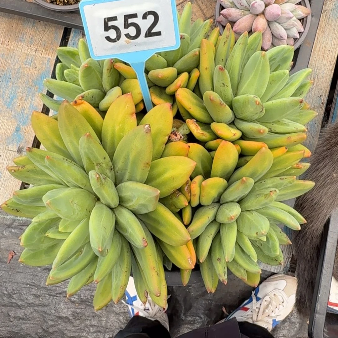 浪***香多肉海洋之歌552.