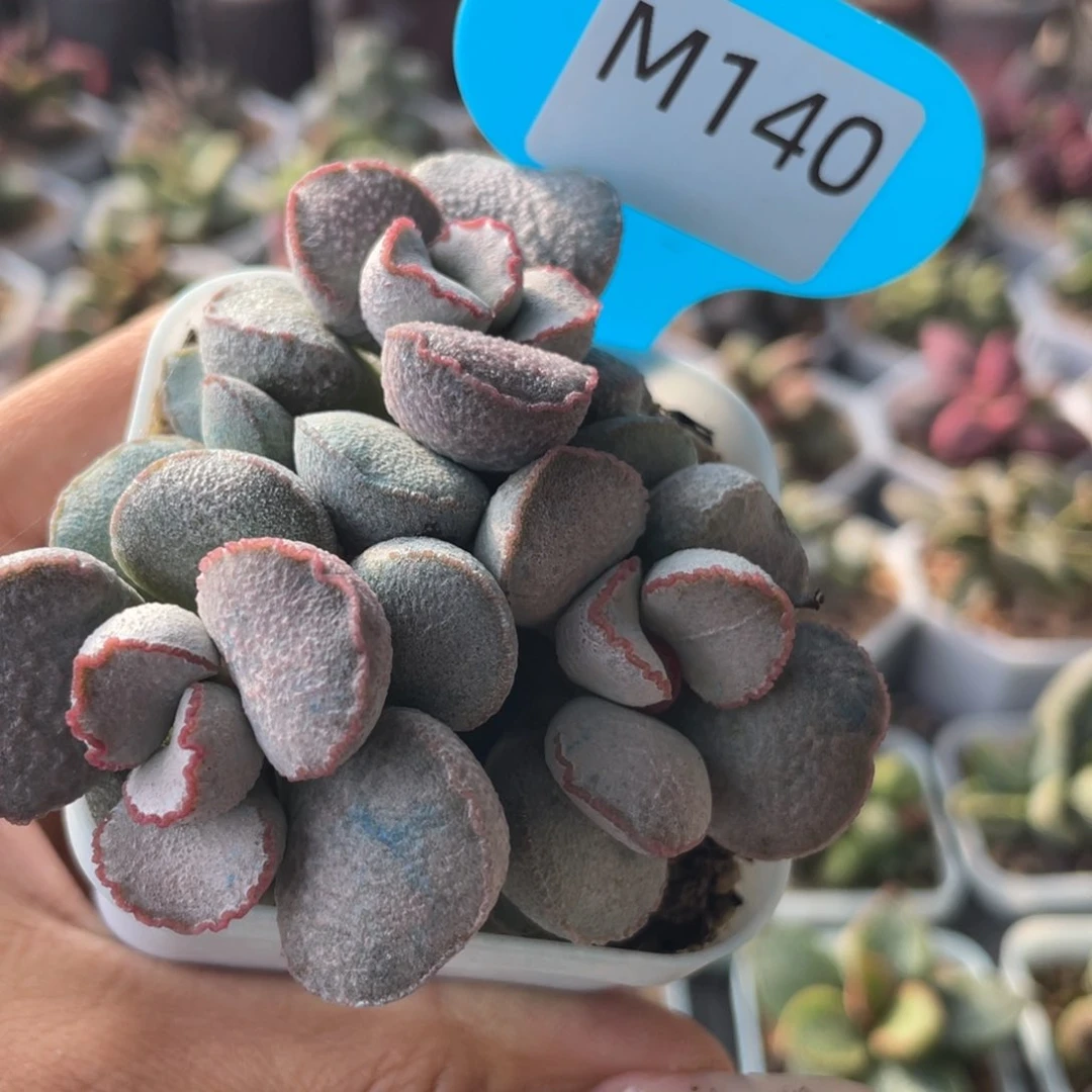 陌*         福利。  M140。