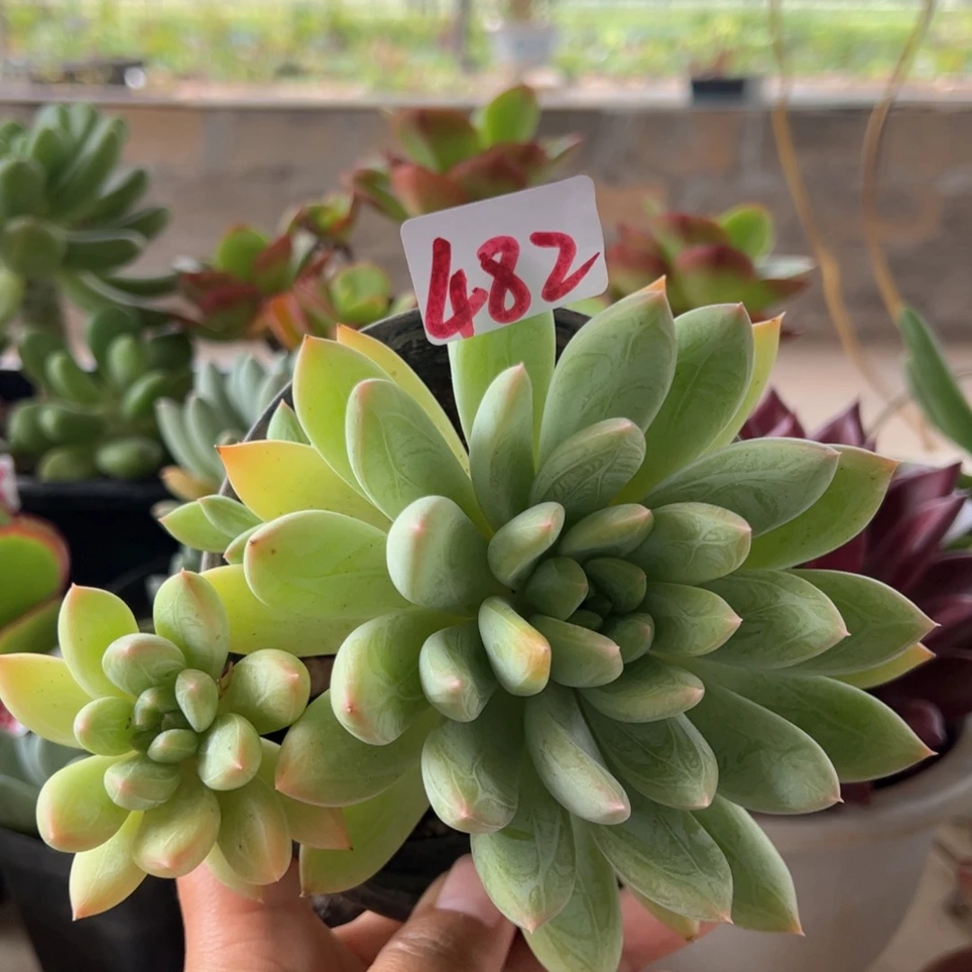 【闪购商品】黄金。 482。 111111