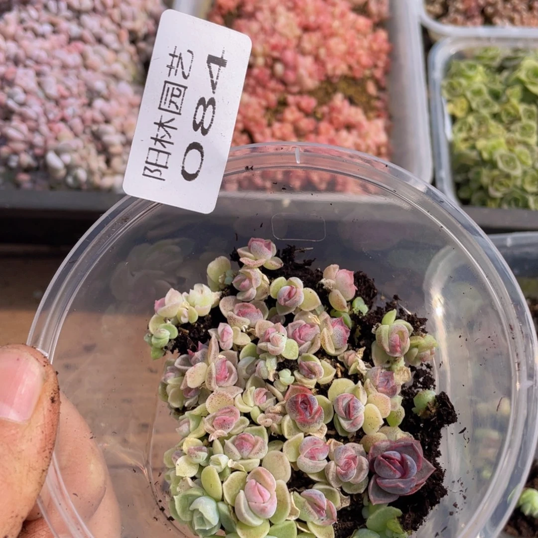 多肉植物多肉植物84