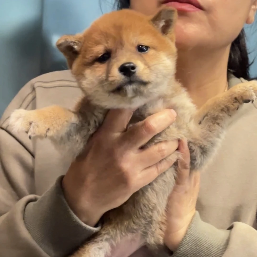 5号小体柴犬妹妹