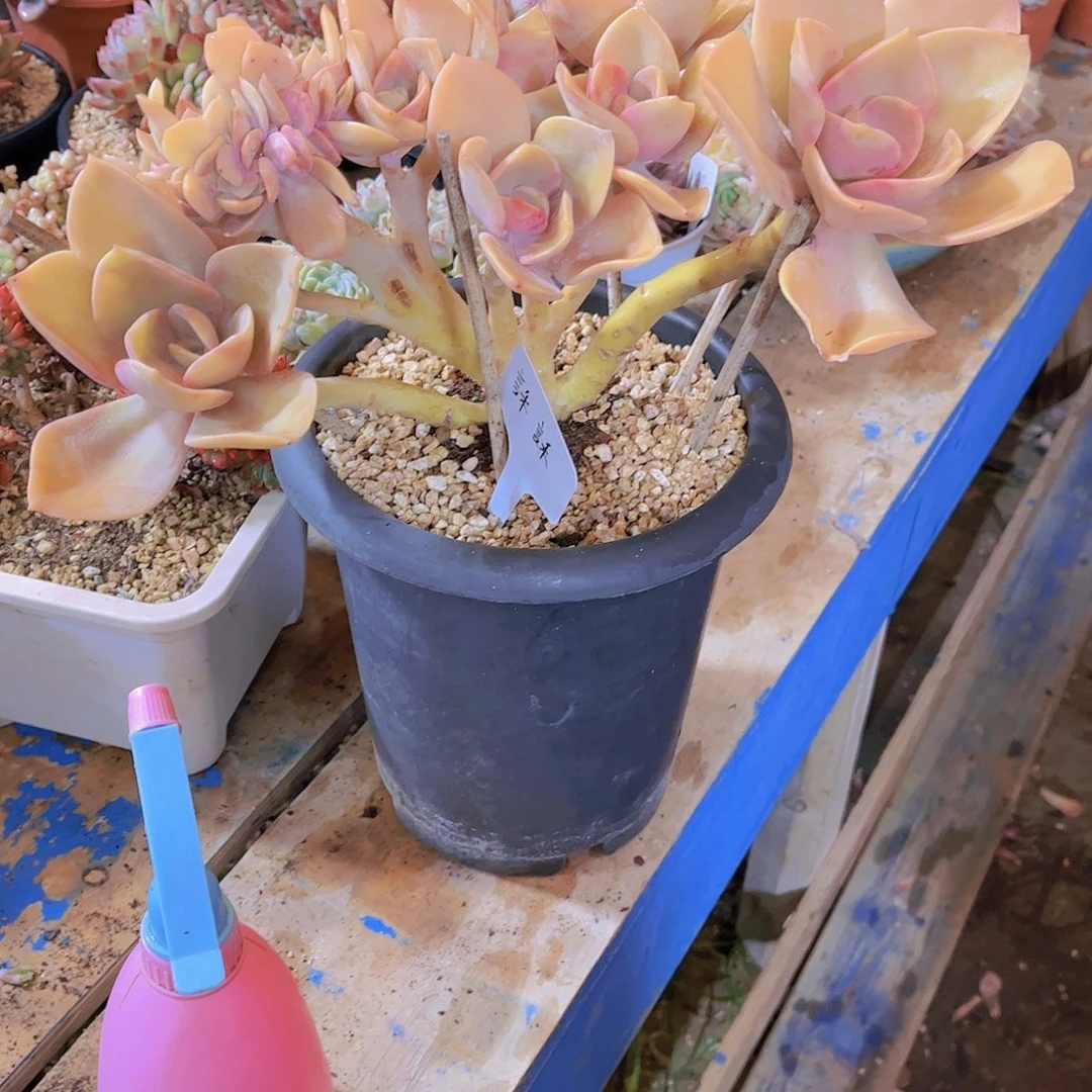 无铅玻璃訸*多肉植物保护研究所