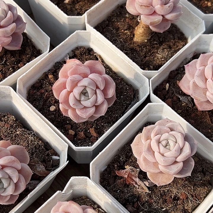 两盆     兔兔糖