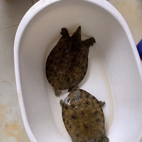 中国大陆福利鱼开箱请拍视频