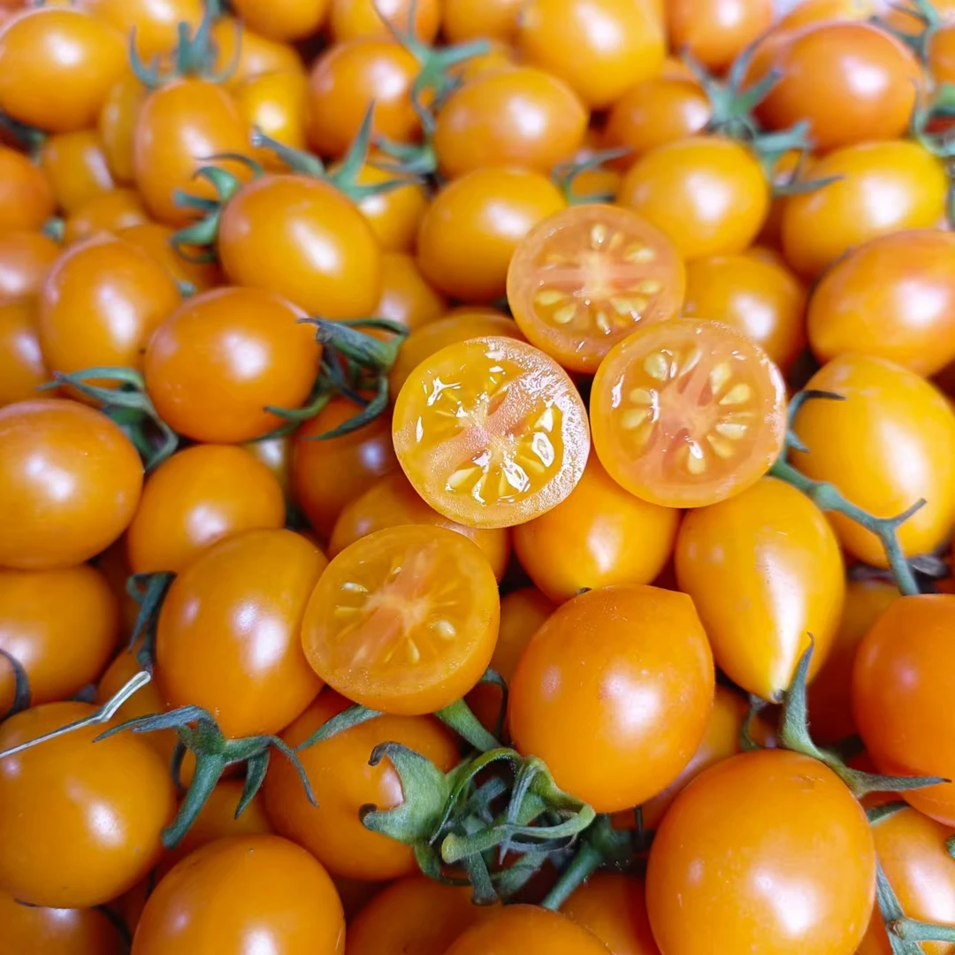 珍珠小黄柿子（坏果包赔）