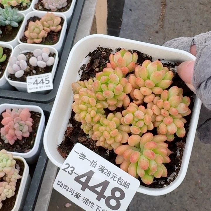 香格里拉缀化多肉多肉无盆土