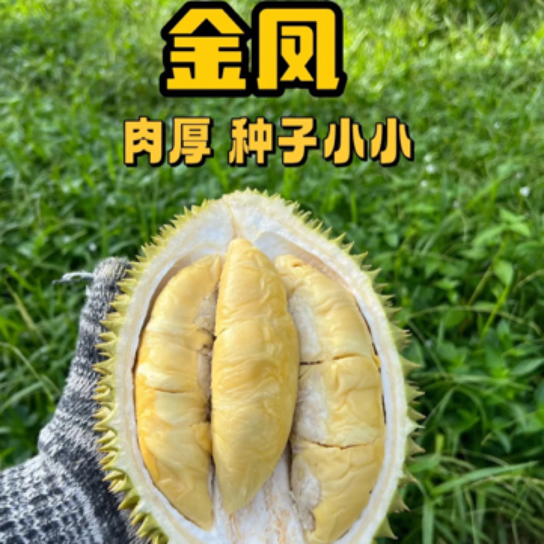 阿博D198金凤马来西亚冷冻进口 冷冻保存