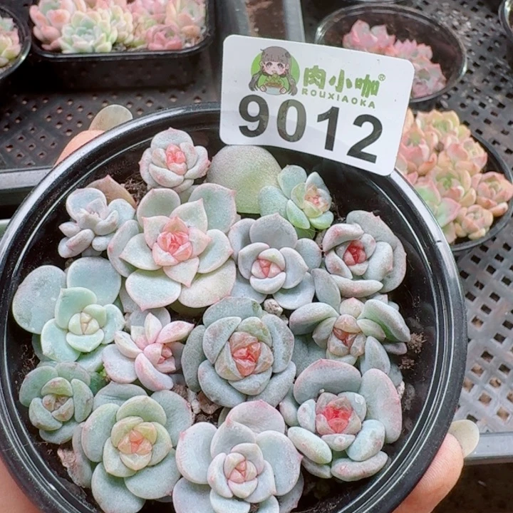 多肉植物多肉植物