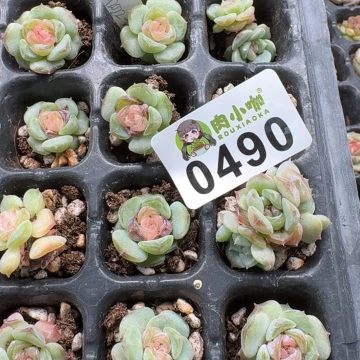 当前无花朵，栽培后可花朵月**凉多肉植物多肉植物