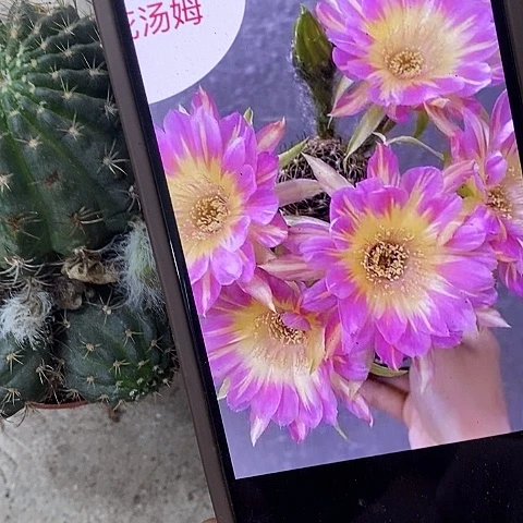 汤姆仙人球，37900