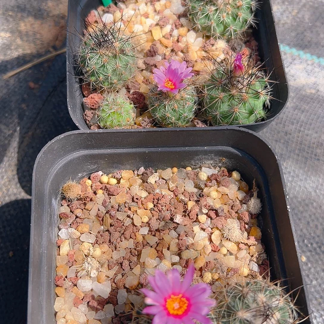 7345七颗实生实生搬迁清棚裸根发货