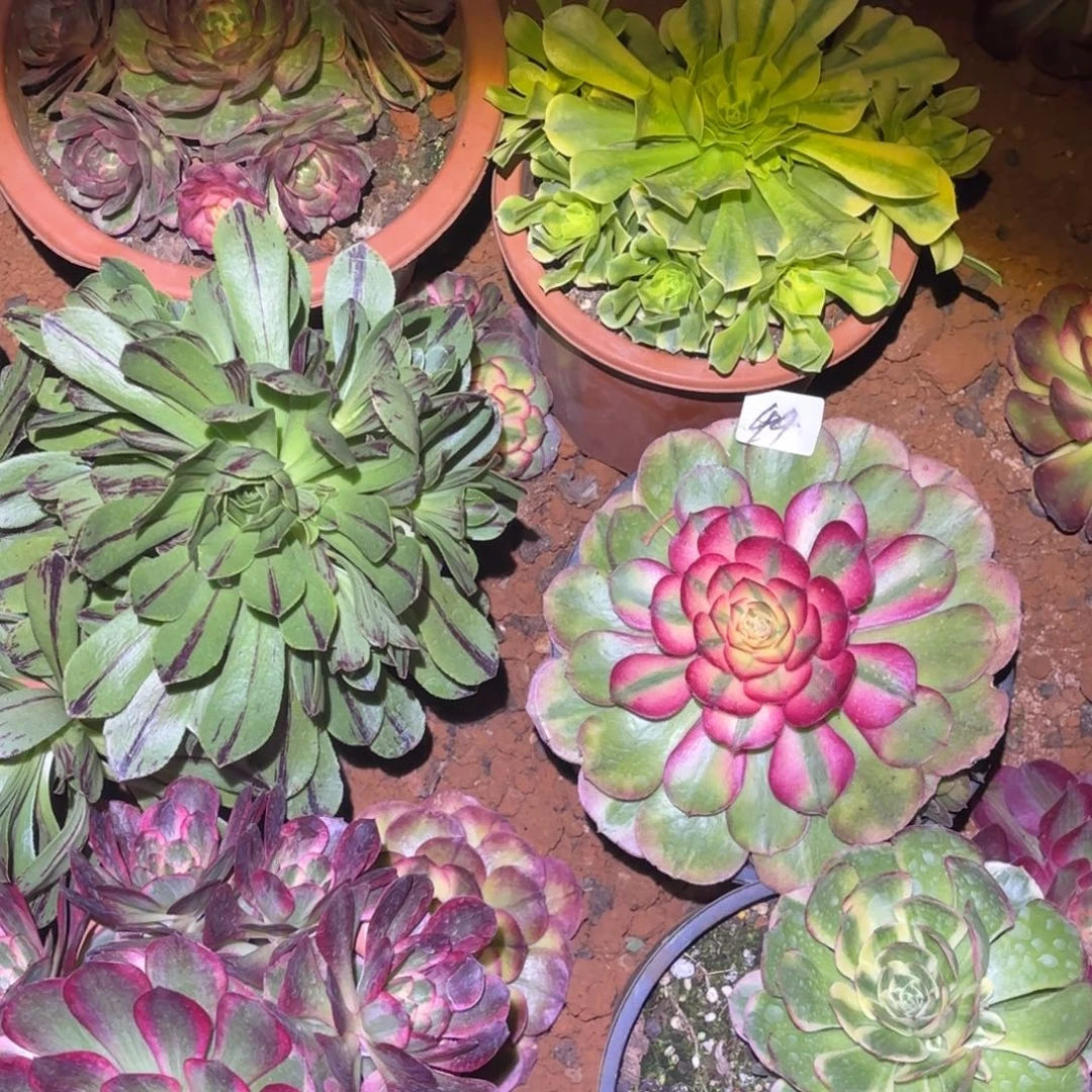 云南多肉植物组拍