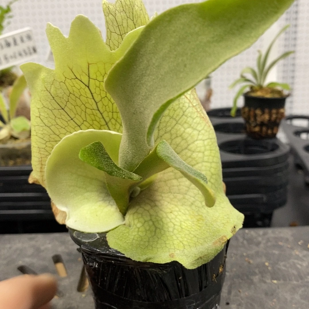 无花朵掉标鹿角蕨