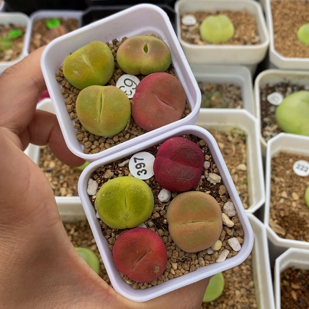 8颗福利多肉植物