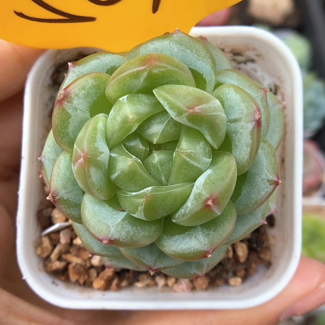 油透暗纹珍妮可拍501号。