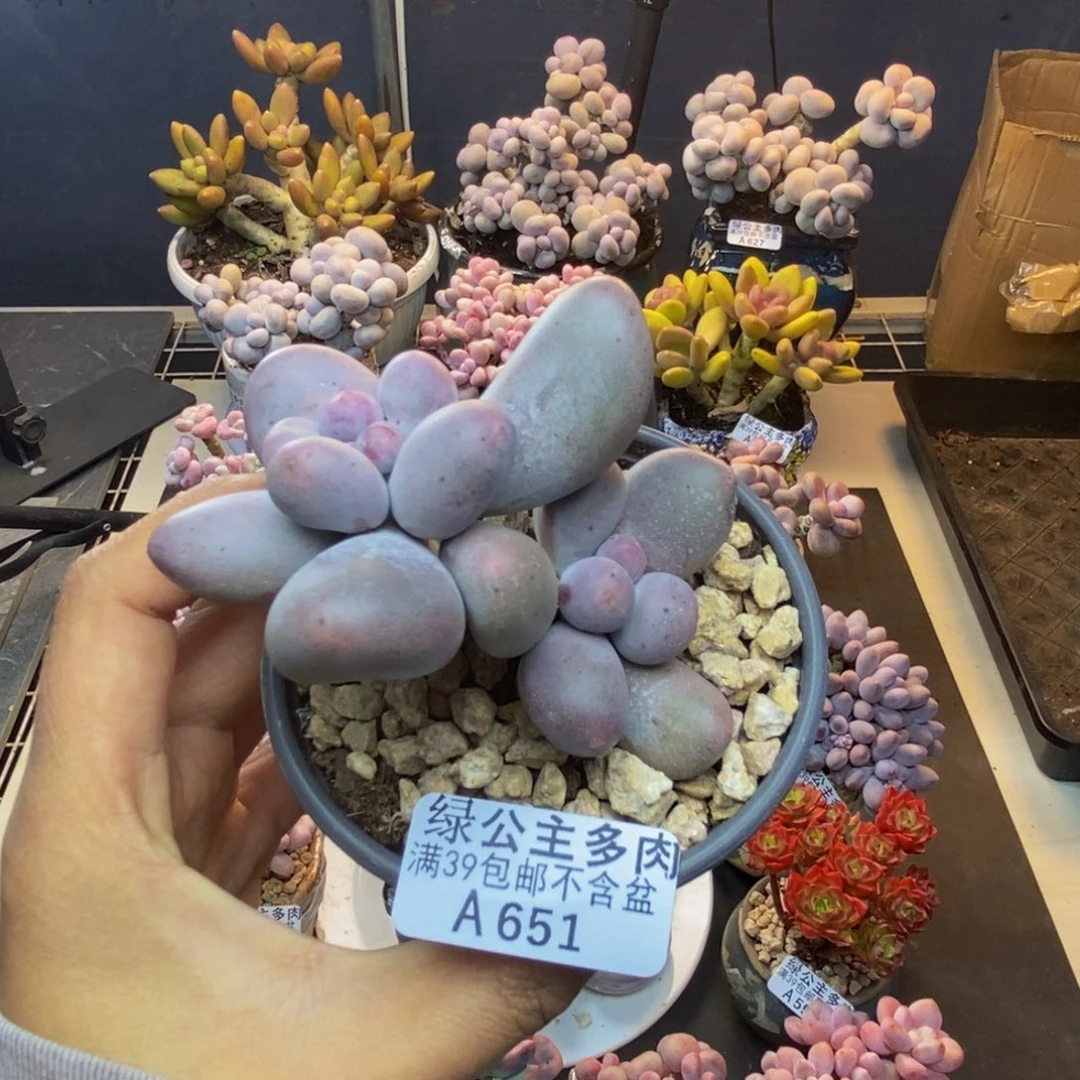 651米可奶多肉7c m