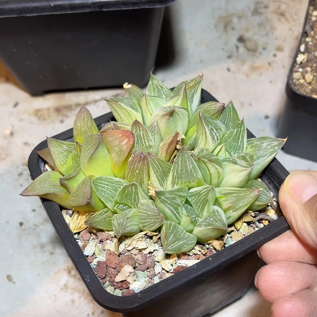 祝晏寿大群一物一拍