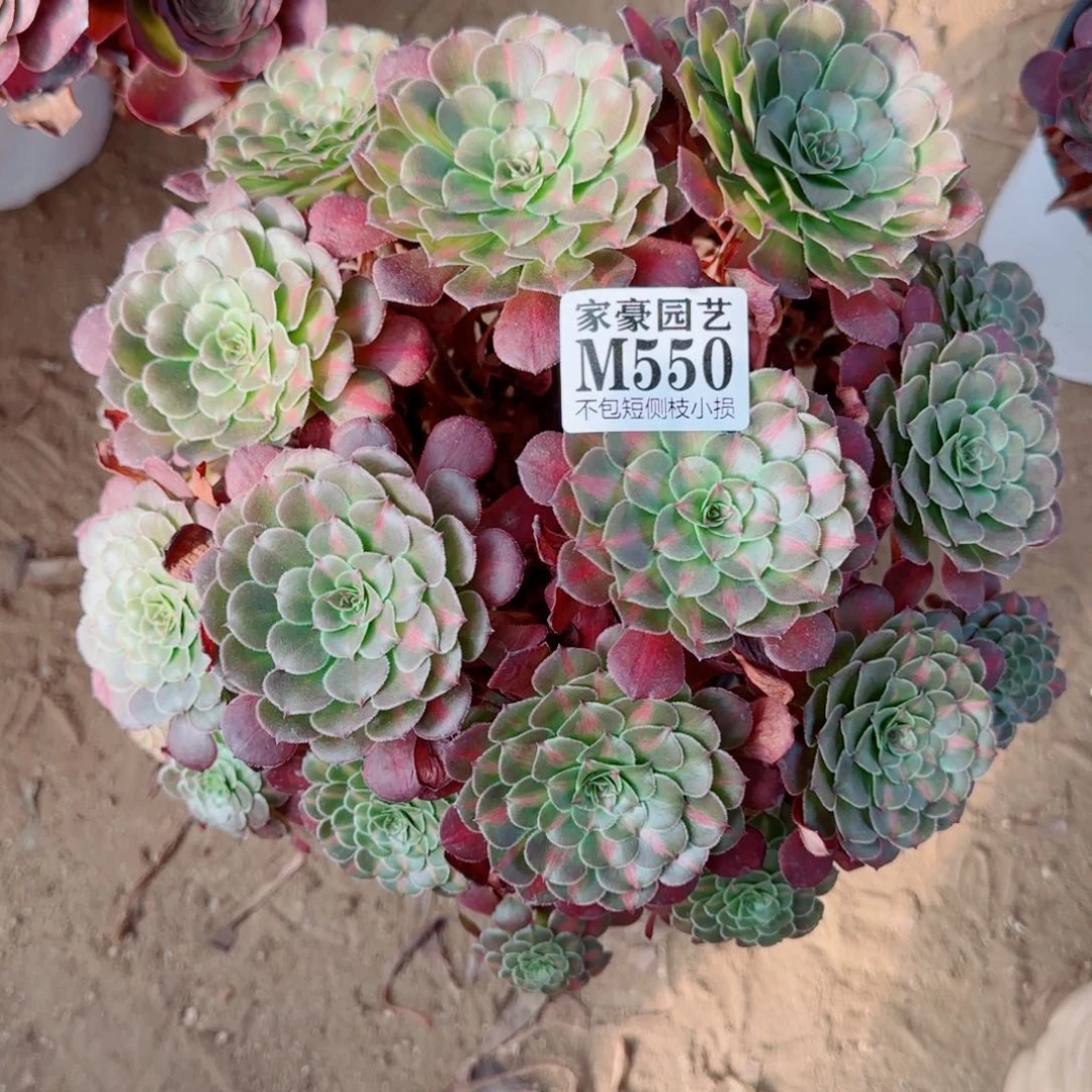 黑同湖发师550冠幅26