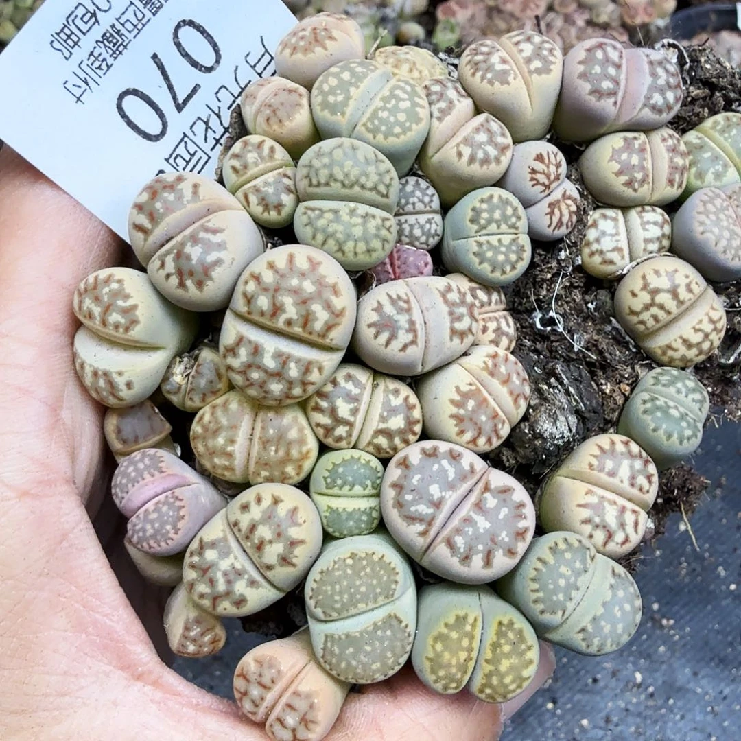 不会因为不懂自己内心世界不070