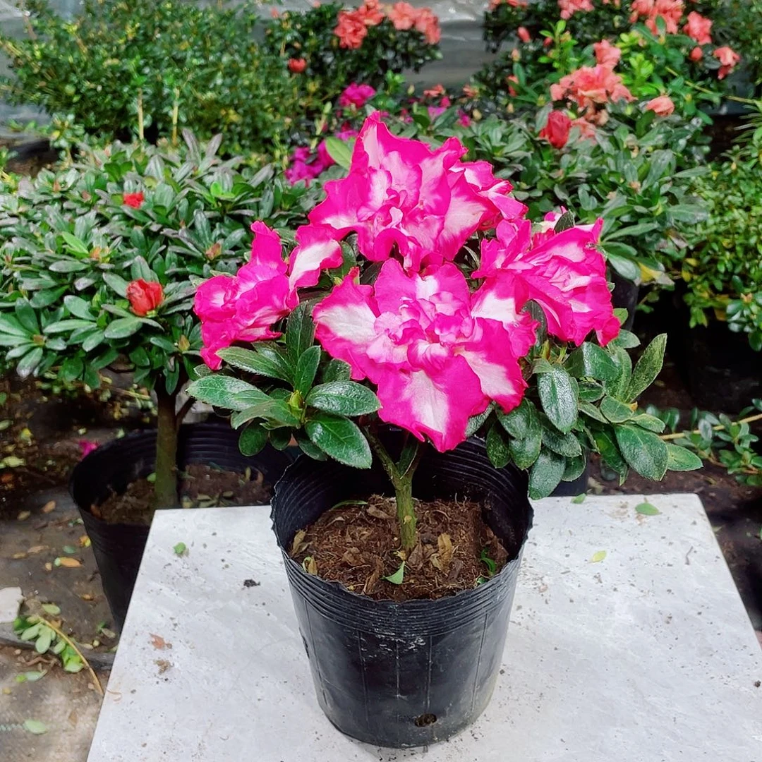 完全开放红西玛杜鹃