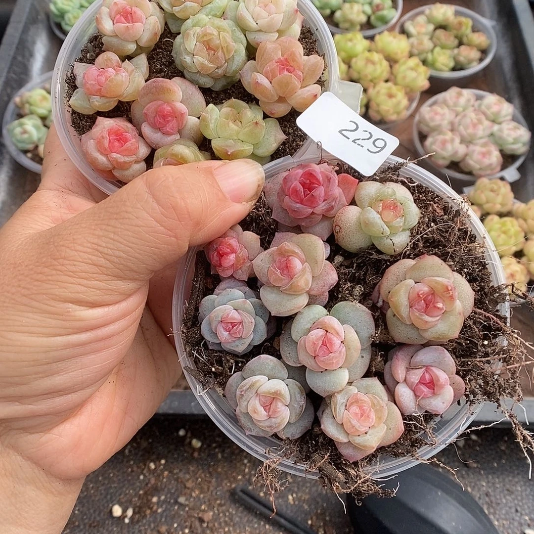 一物一拍一物一拍1028-229