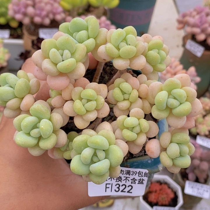 白奶糖老桩11cm322多肉植物