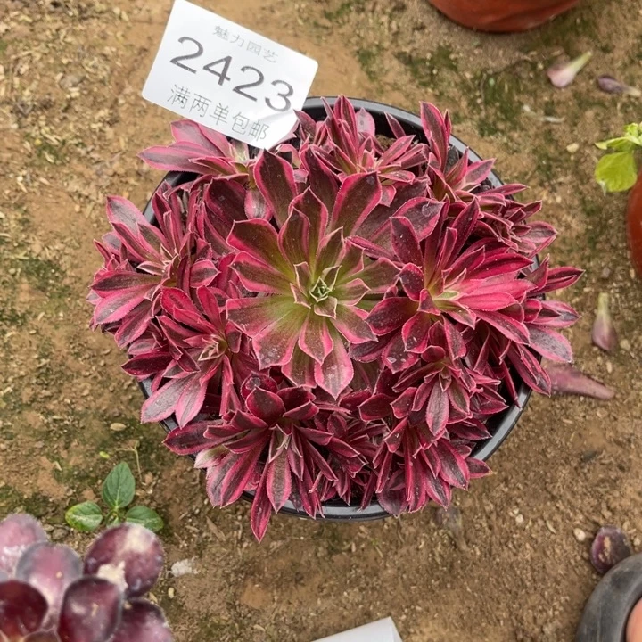 凤凰多肉多肉的人2423