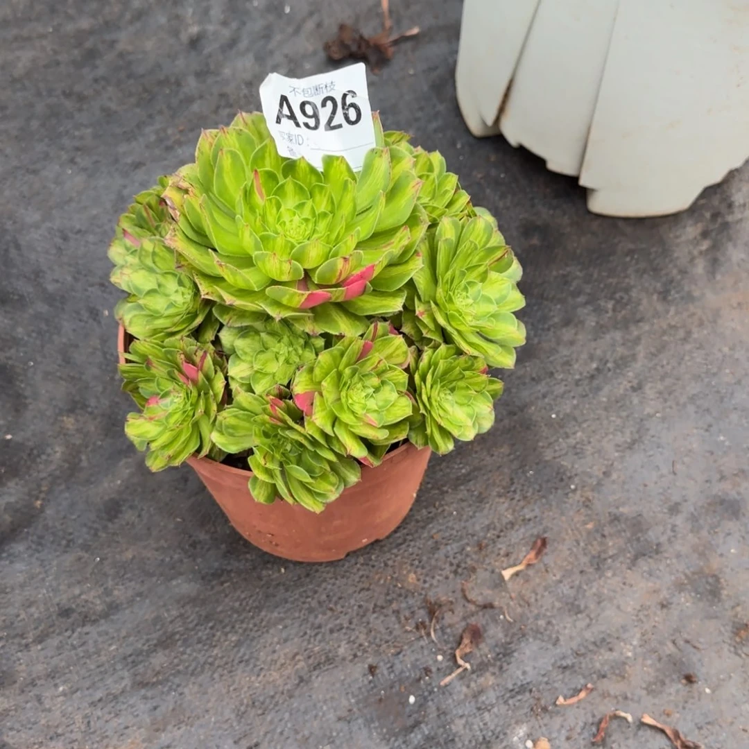 用***7精品多肉植物000926