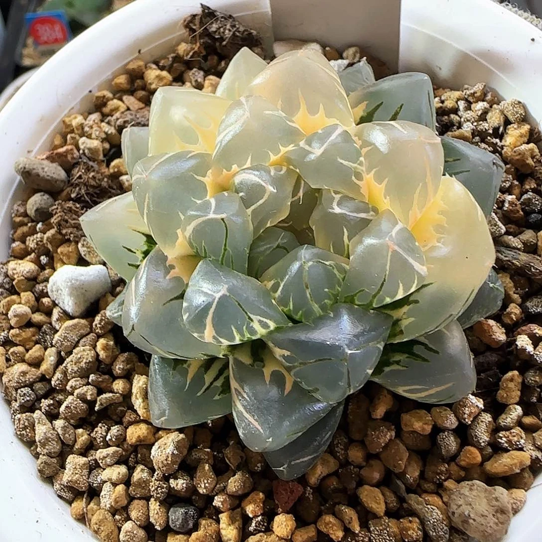 118糊斑趋势水中月5.7 厘米左右一物一拍带盆