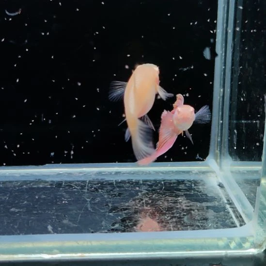 孔雀鱼墨子白字种鱼一对