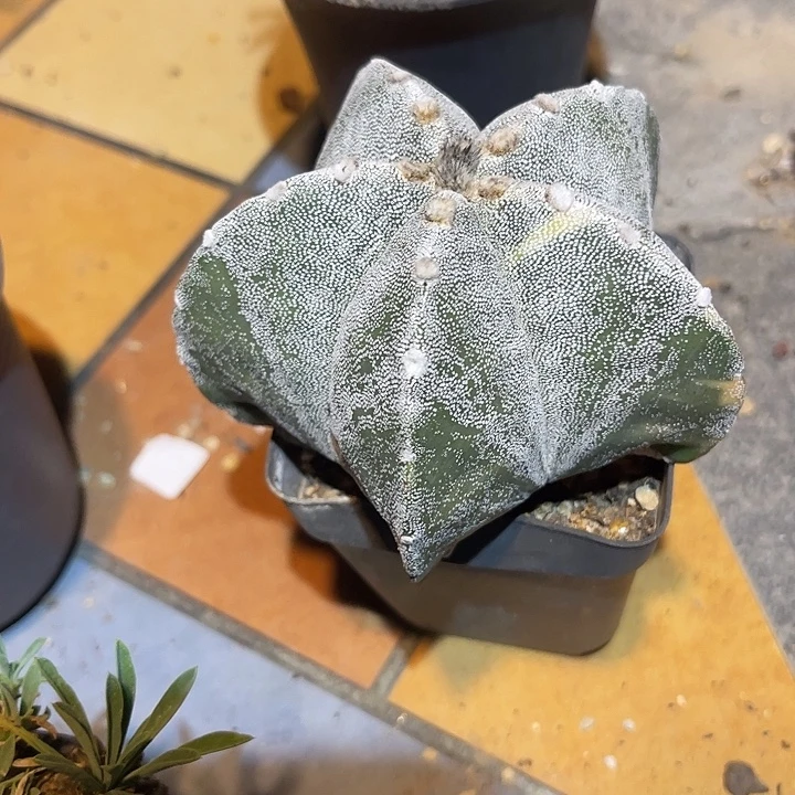 无花朵实生鸾凤玉锦