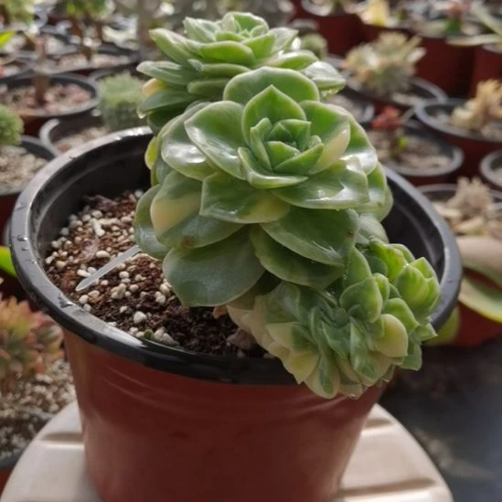 可爱玫瑰白覆轮锦缀化捌下来发