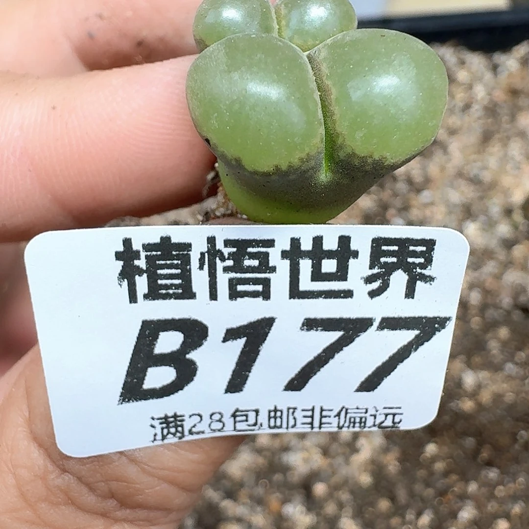 多肉植物的润泽额f g