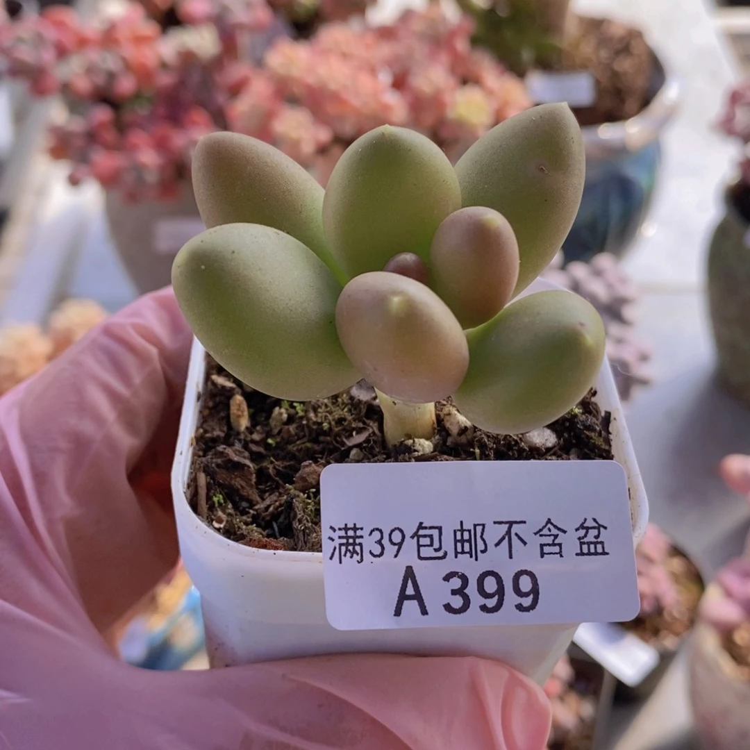 芒果奶单头399多肉植物
