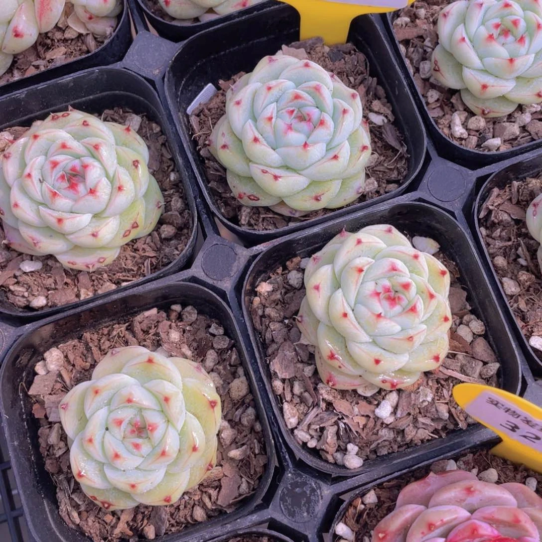 325号 开播福利全状态白吉吉单头一个