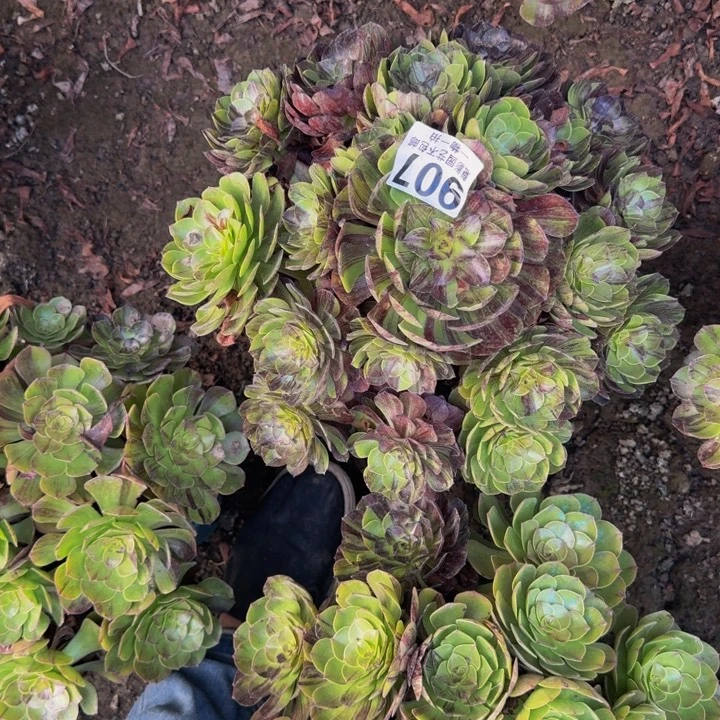 默然花25-31包邮花花