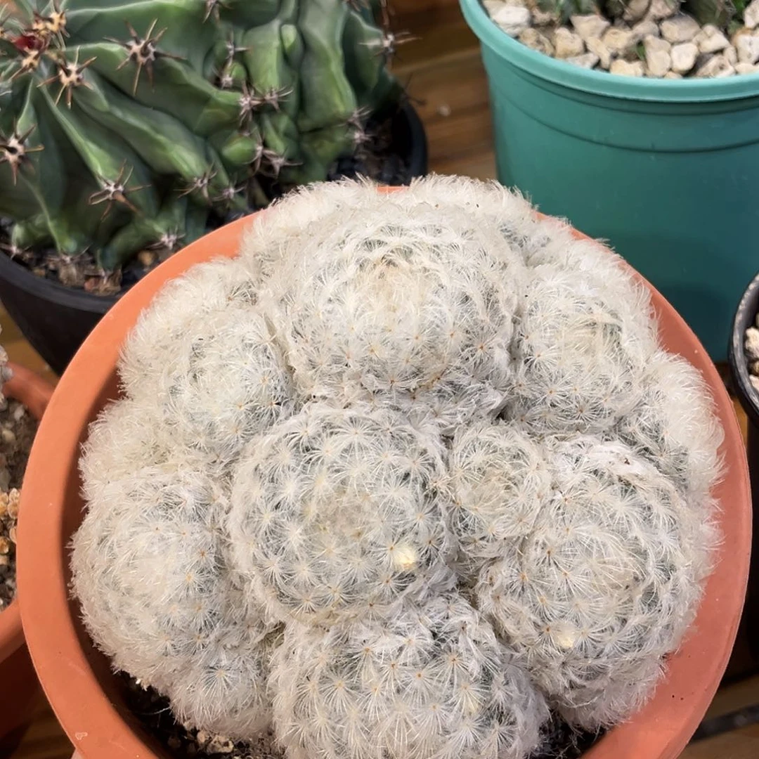 潮流植物 白星福利大群